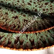 Komplet talerzy na 4 osoby (12 el.) Lubiana - Stoneware Jade